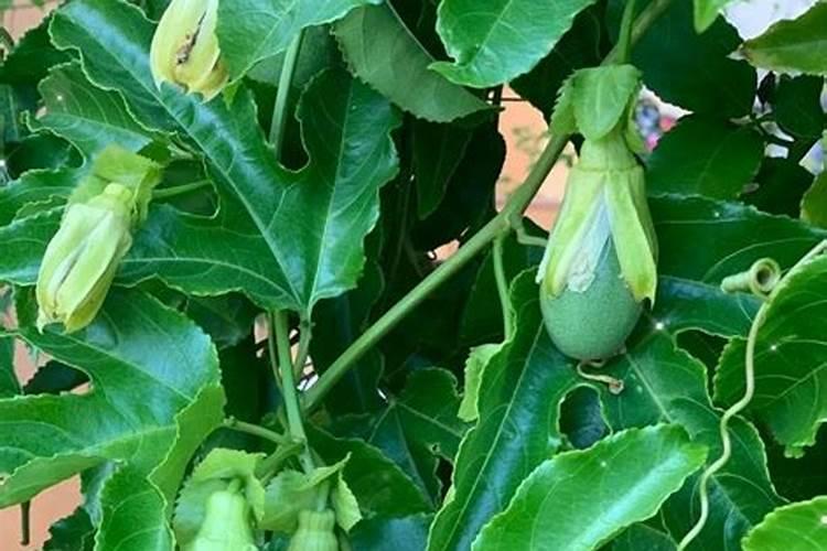 百香果在开花结果期间要施什么肥？