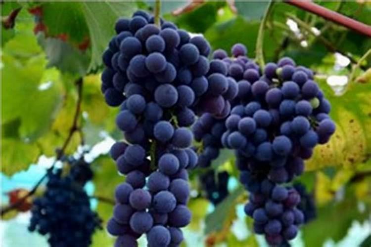 夏黑葡萄栽培技术与产量