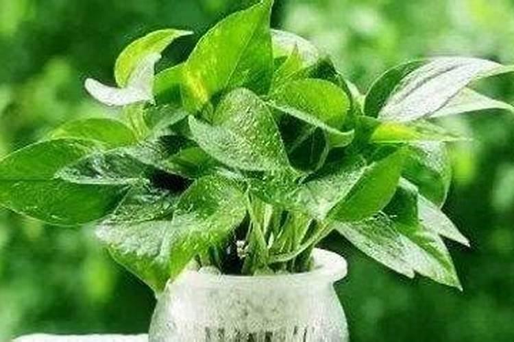 刚换盆的绿萝怎么养