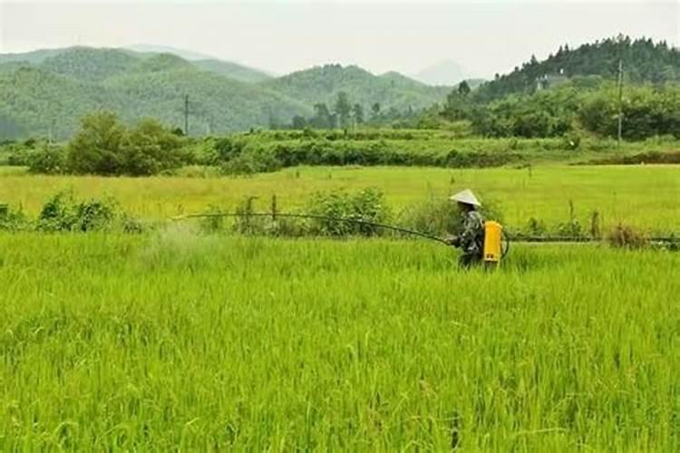 920、复硝酚钠和芸苔素能不能同时用？