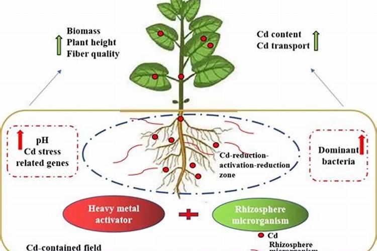 大米中的镉是从哪里来的？