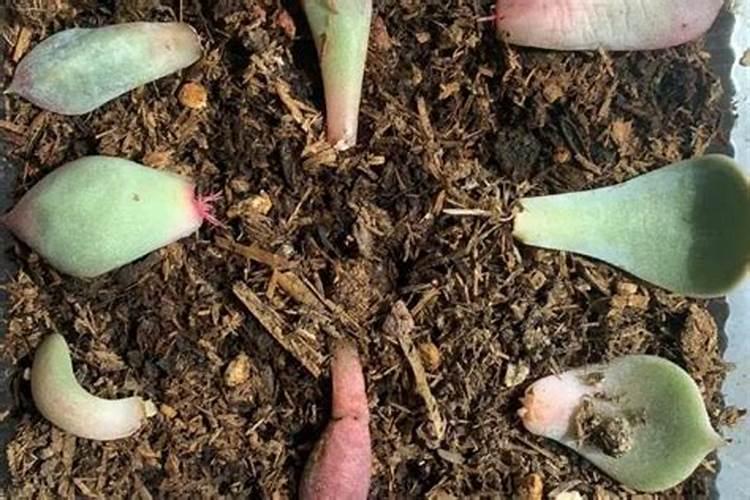 水溶肥如何给多肉施肥？