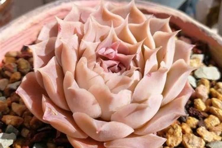 大量元素水溶肥对花卉绿植的用法