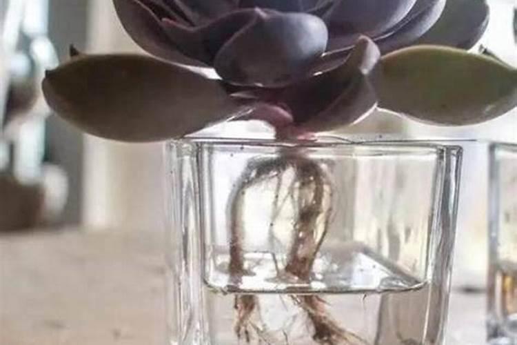 多肉怎么施肥才能更旺盛(如何给多肉施肥料又肥又胖)