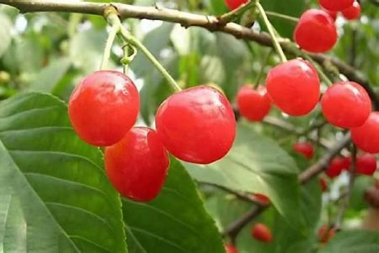 黄蜜大樱桃特点与种植方法(黄蜜大樱桃的栽培技术要点)