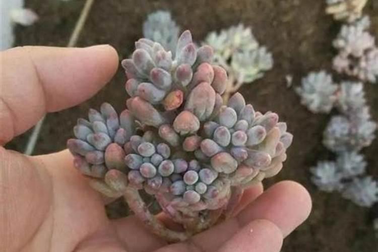 钾肥对多肉的作用