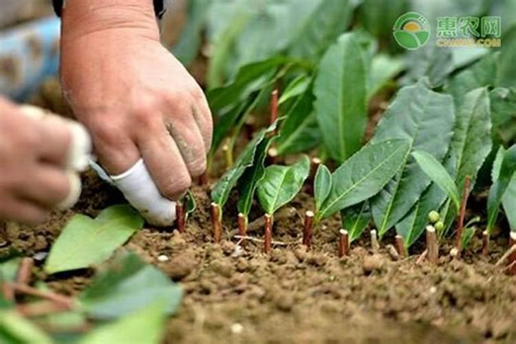 果树生根促根用什么效果最好？