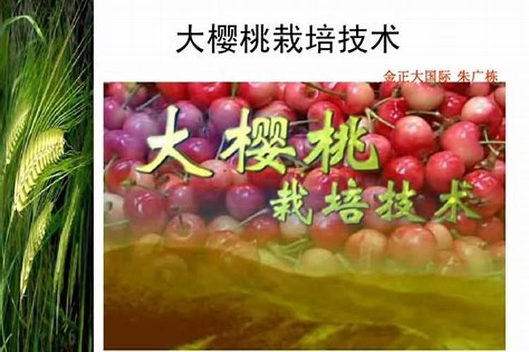 大樱桃摘果后的施肥