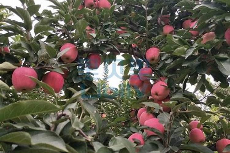 广东天禾中加化肥有限公司怎么样？