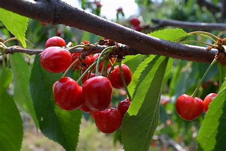 大樱桃春季施什么肥