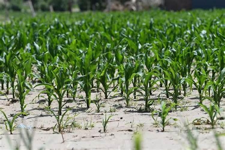 半沙地种植玉米需要施什么肥