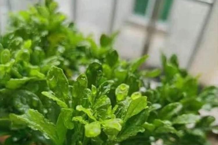 米兰花怎么浇水施肥