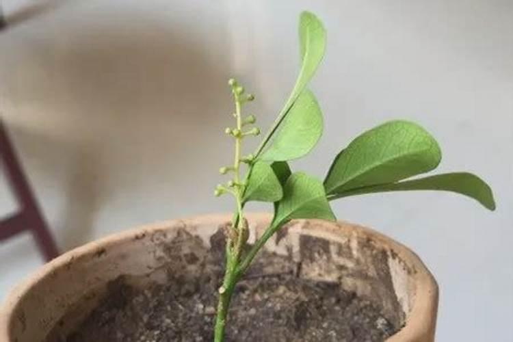 米兰花怎么浇水施肥