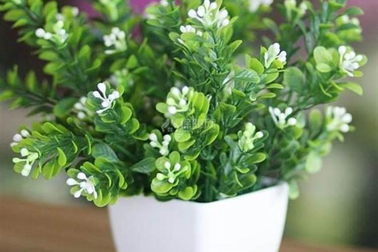 米兰花怎么施肥花开爆盆