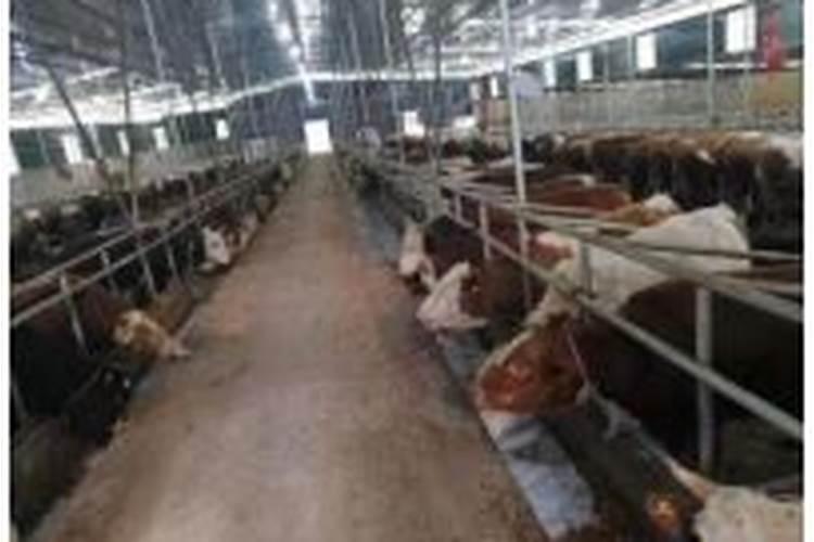 深圳九龙生态园在哪里,深圳九龙生态农业园在哪里