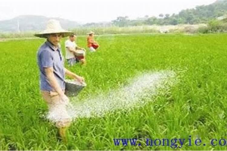 花生盛花期叶面肥用什么好？花生在什么时候喷施叶面肥？