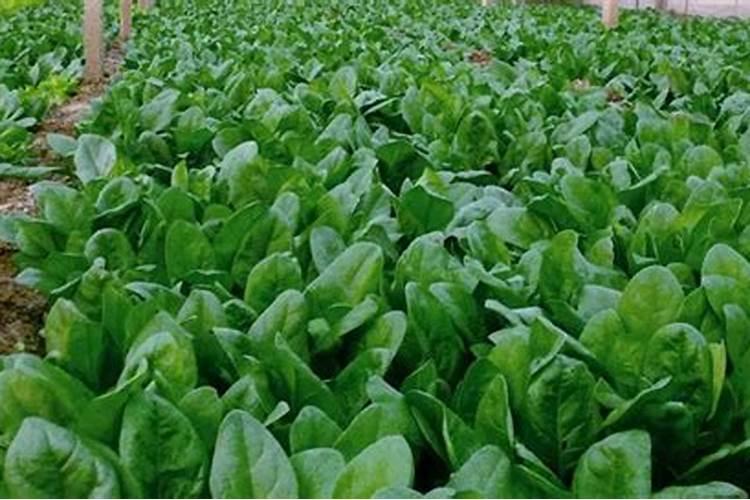 菠菜施肥用什么肥料