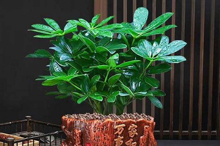 招财树用什么肥料好怎么施？