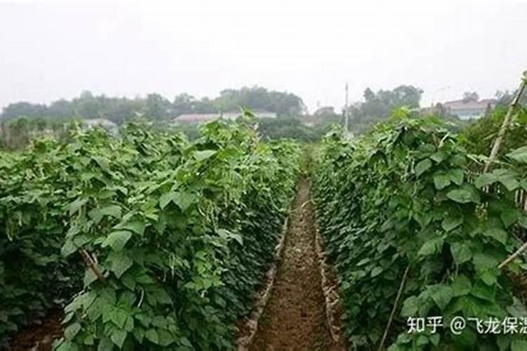 四季豆施肥的正确方法