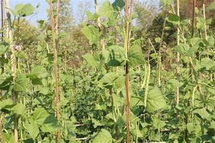 四季豆全年施肥时间及施肥方法