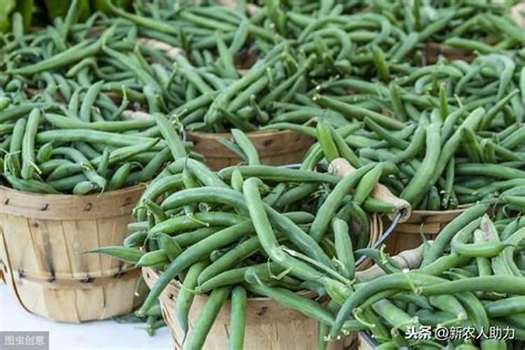 四季豆全年施肥时间及施肥方法