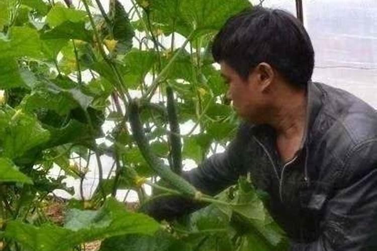 红糖叶面肥的配方一起来看看