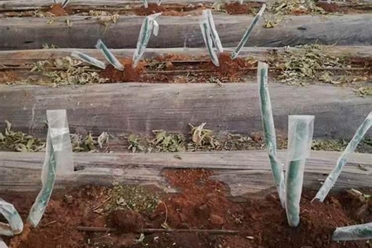 农谚‘庄稼一枝花,全靠肥当家’,肥料的作用主要是给农作物生长提供百 ...