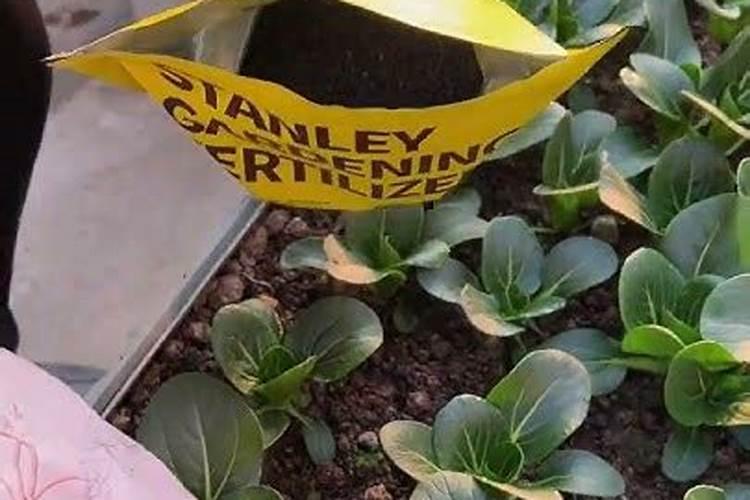 月季花冬季如何施肥效果最好,可以用水溶肥吗？