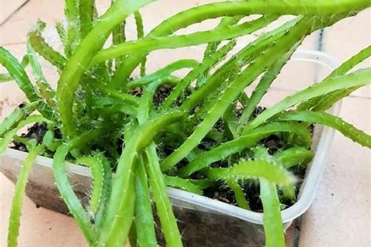 火龙果怎么进行水肥管理？火龙果用什么肥料比较好？