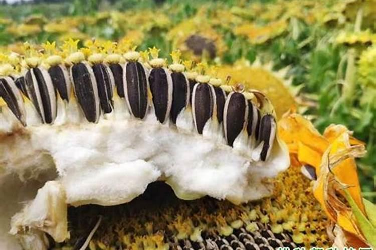 芡实的种植技术方法