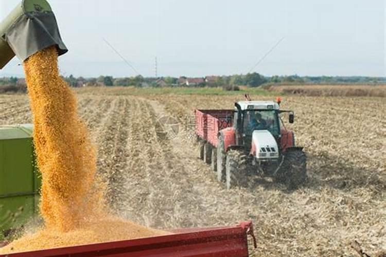 玉米多个包怎么处理