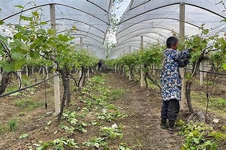 葡萄叶面肥有哪几种