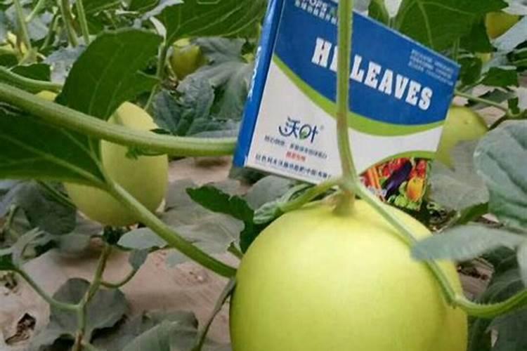 大棚甜瓜用什么肥料产量高？甜瓜用什么肥料吸收好？冲施什么肥长势好