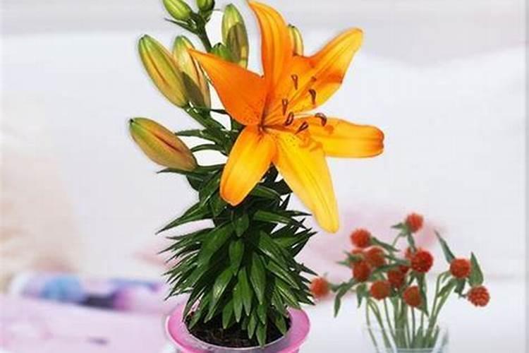 如何给百合花施肥