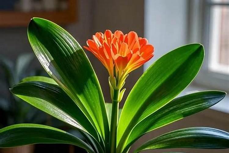 秋季君子兰怎样施肥