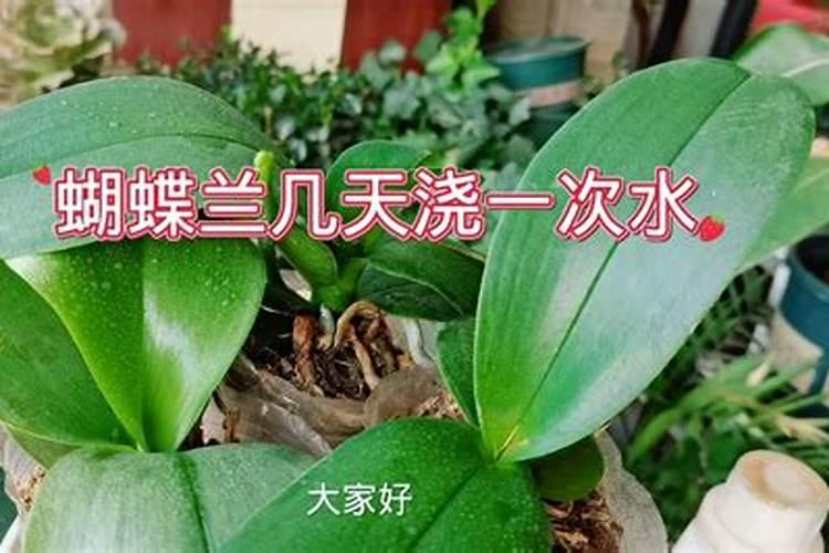 蝴蝶兰叶面喷磷钾肥多久喷一次