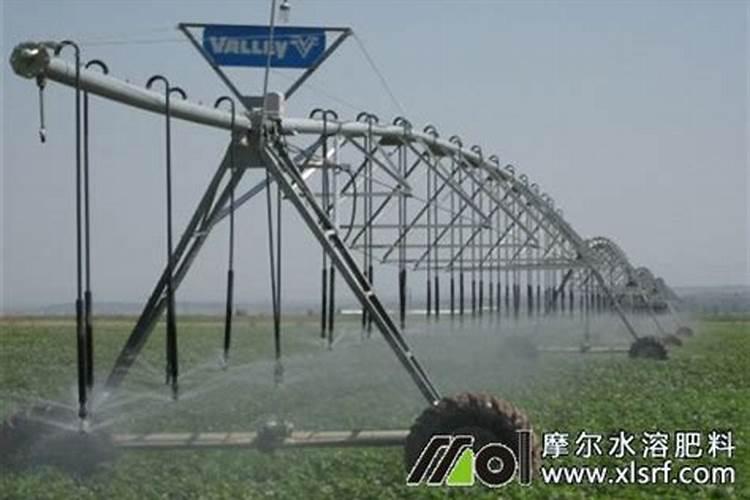 郎糯红19号高粱灌桨使用技巧和注意事项详解