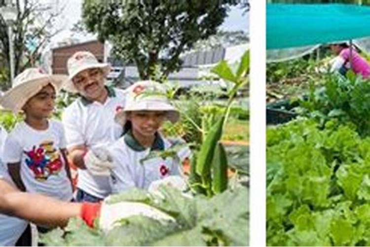 请问老师柑橘怎么施用钾肥？