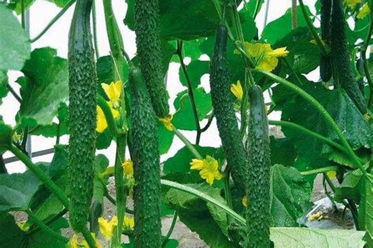 黄瓜挂果期追施用的肥料？黄瓜结果期施什么肥料好？