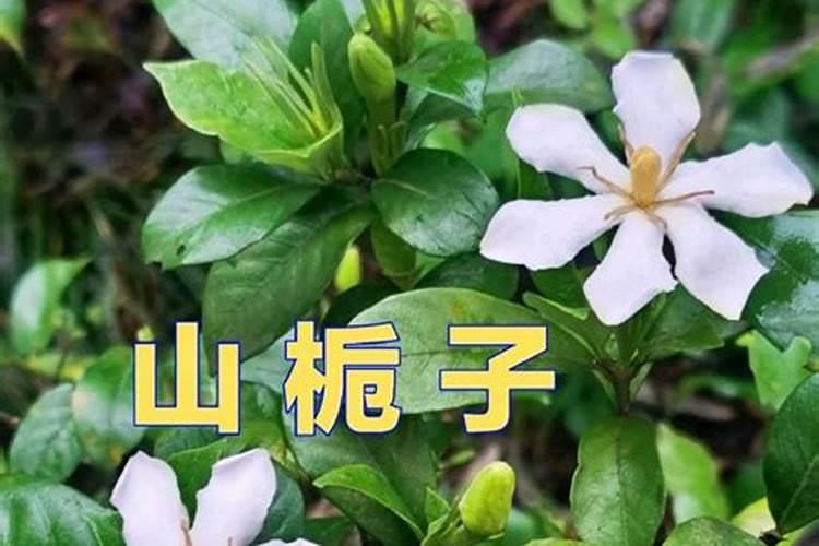 栀子花施什么肥好