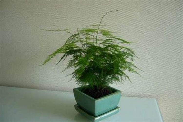 文竹施肥时间,怎样给文竹施肥