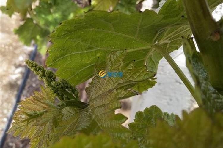 葡萄增甜用上这些窍门,不愁葡萄不甜!