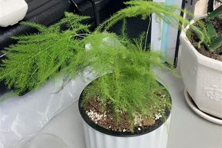 文竹施肥时间,怎样给文竹施肥