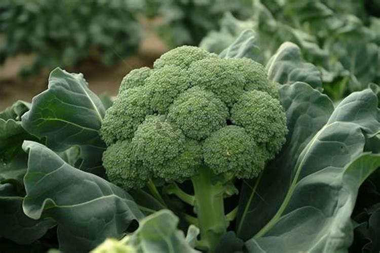 请问老师们,我今年学种西兰花需要施肥