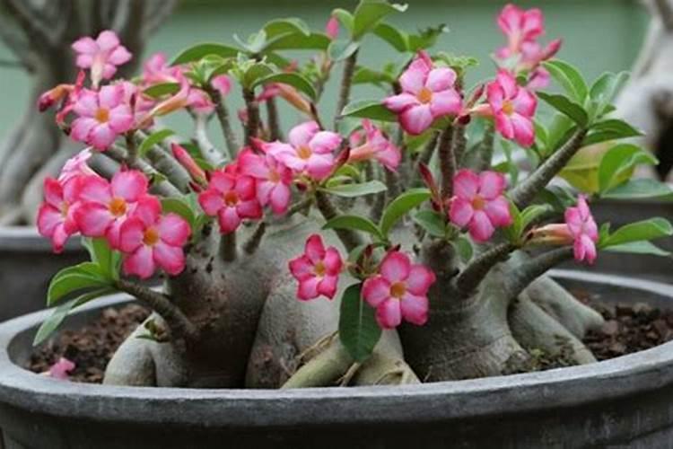 夏季为什么要给沙漠玫瑰施肥呢