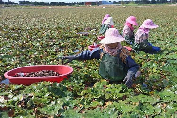 菱角生长的田间管理