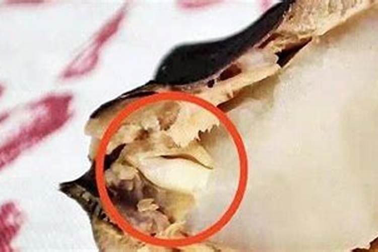 菱角怎么样种植