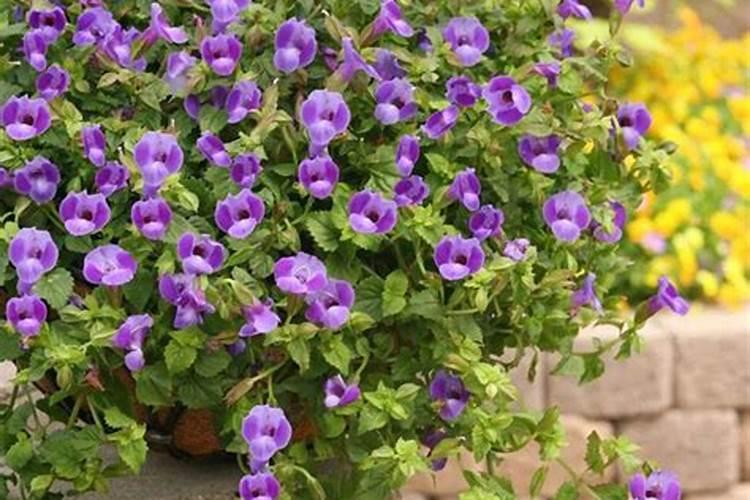 种花生前怎么施肥