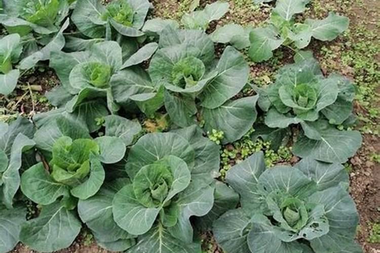 包心菜施什么肥最好