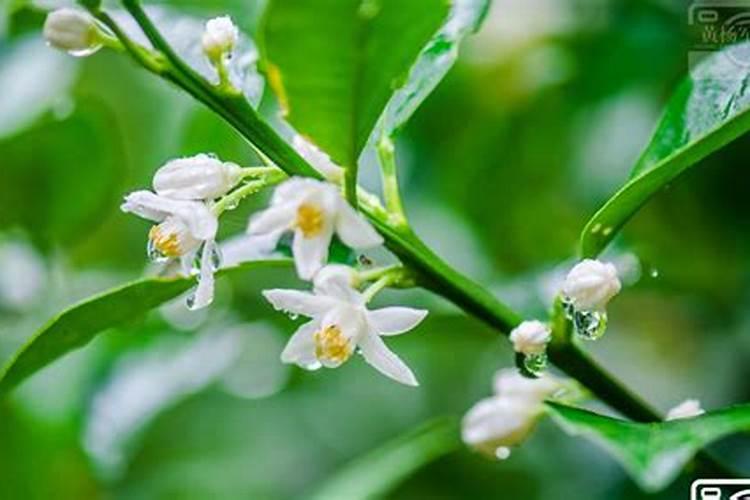 金桔开花结果的时间金桔开花施什么肥